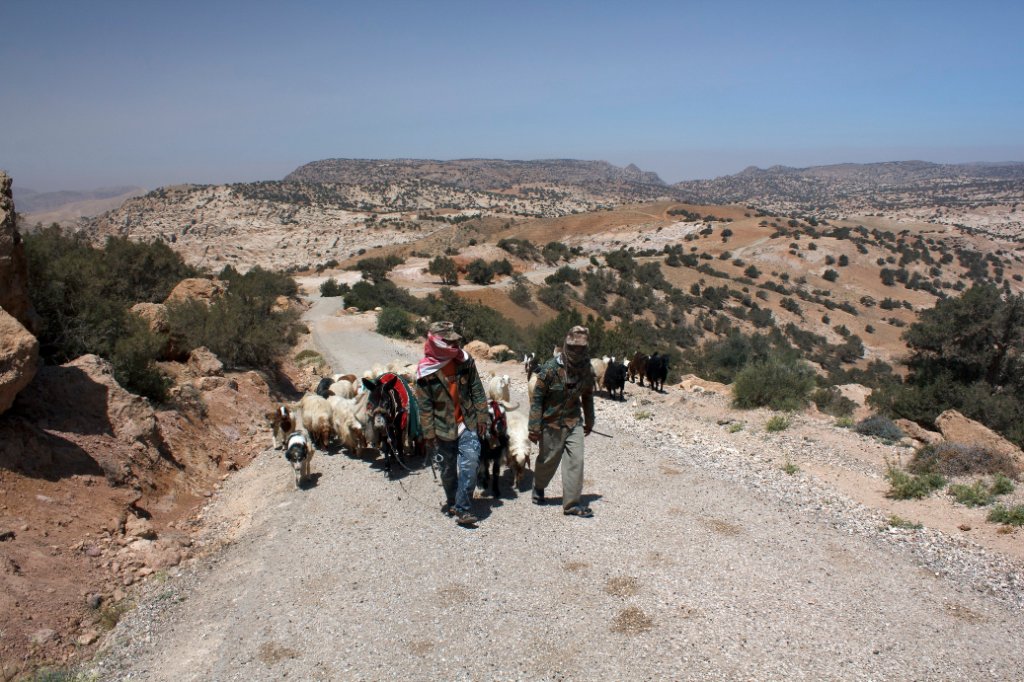 14-Bedouin with a flock of sheep.jpg - Bedouin with a flock of sheep